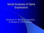 Serial Analysis of Gene Expression