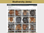 Stable Isotopes: Ants and Caterpillars