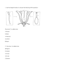 1. Use the diagram below to answer the following TWO questions