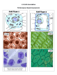 Cell Organelle PBA File