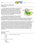 Plant Cells: Cells With Walls Questions