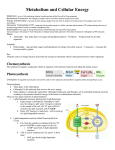 Metabolism and Cellular Energy - Southmoreland School District