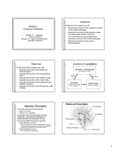 Control of ventilation Medulla Oblongata