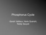 Phosphorus Cycle