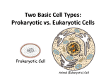 Two Basic Cell Types: Prokaryotic vs. Eukaryotic Cells