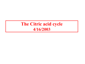 The Citric acid cycle