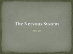 The Nervous System