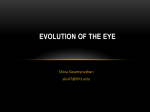 EVOLUTION OF THE EYE