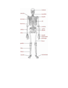 Hip External Rotators