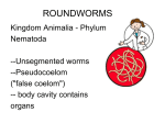 ROUNDWORMS