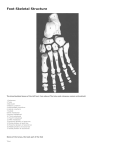 Skeletal Foot Structure - Illinois Podiatric Medical Association