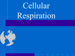 Cellular Respiration