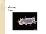 Viruses