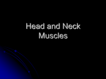 Head and Neck Muscles