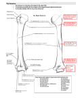 The Humerus - Deranged Physiology