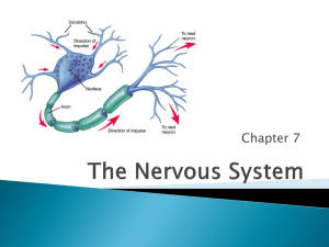 Ch. 7 - Nervous System