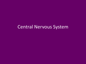 CNS