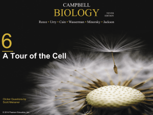 A Tour of the Cell