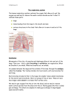 The respiratory system