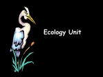 ecologypowerpoint - Maples Elementary School