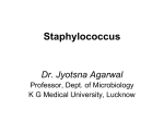 Staphylococcus