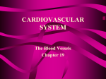 The Cardiovascular System: Blood Vessels