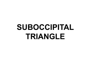 suboccipital triangle