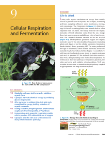 Cellular Respiration and Fermentation