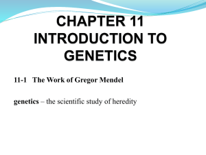 CHAPTER 11 INTRODUCTION TO GENETICS