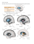 Cell Bio 8- Basal Ganglia Basal Ganglia: collection of gray matter