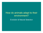 How do animals adapt to their environment?