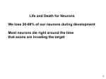 NGF is the trophic factor that promotes cell survival