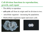 cell division