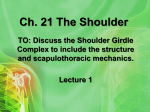 Ch. 21 The Shoulder