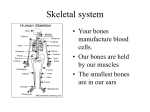 07. General osteology