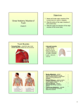 Gross Anatomy: Muscles of the Trunk