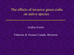 The Effects of Invasive Green Crabs on Native Species, presentation