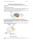 Cockroach Sensory Nerve