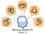 Nervous System III