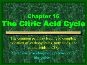 The Citric Acid Cycle