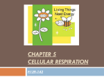 CHAPTER 5 CELLULAR RESPIRATION