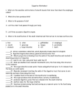 Digestion Worksheet - Rowan County Schools