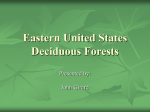 Eastern United States Deciduous Forests