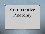 comparative anatomy ppt