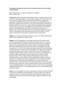 Stereological estimates of neuronal loss in the primary motor cortex