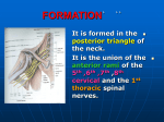 brachial plexus2008-10-30 14:532.2 MB