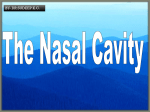 The Nasal Cavity