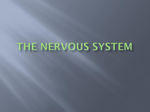 The Nervous System