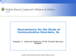 Chapter 3: Internal Anatomy of the Central Nervous