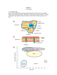 Chapter 3 Cell Types